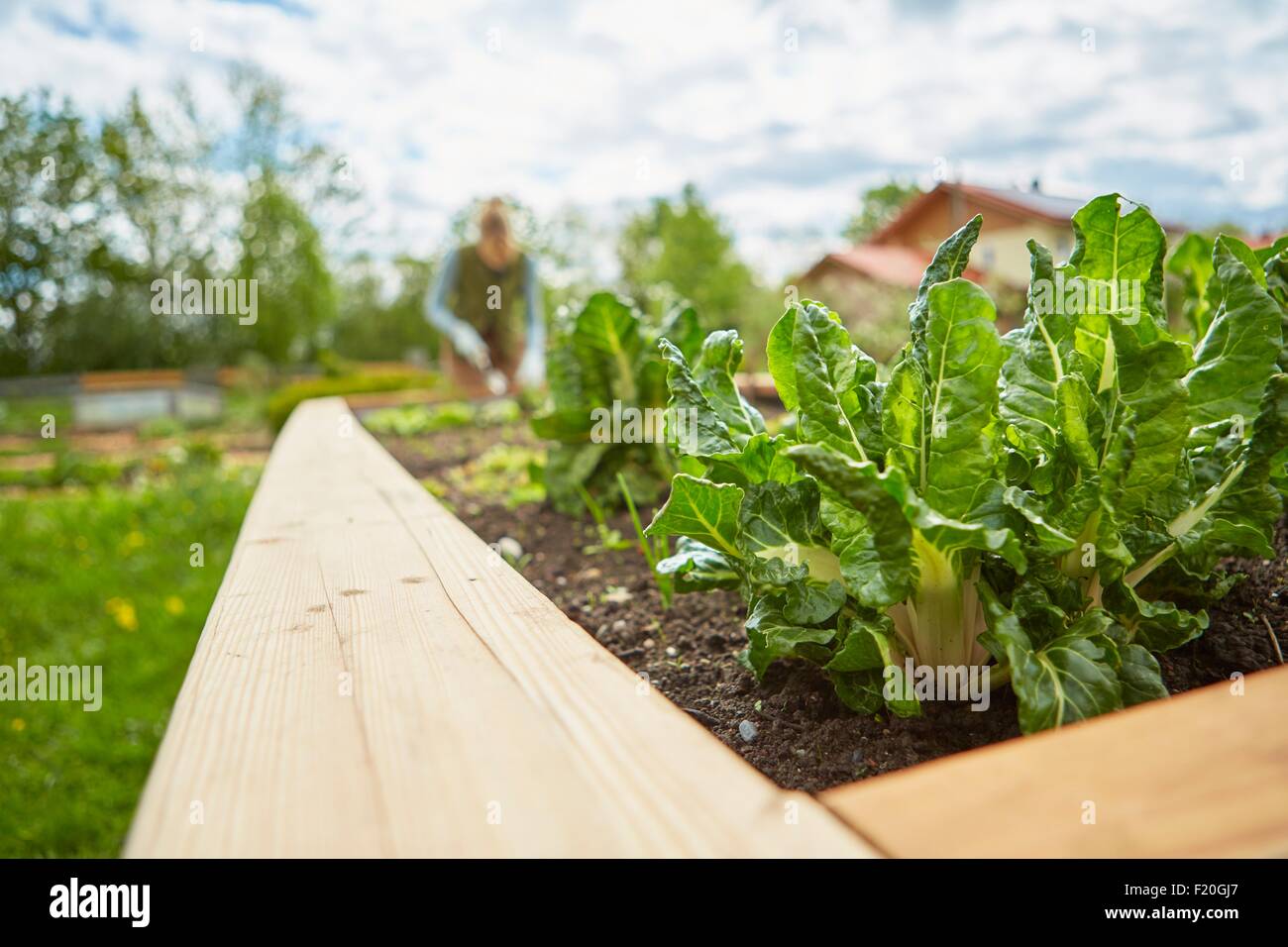 Reife Frau, im Freien, Gartenarbeit, Pflanzen im Fokus Stockfoto