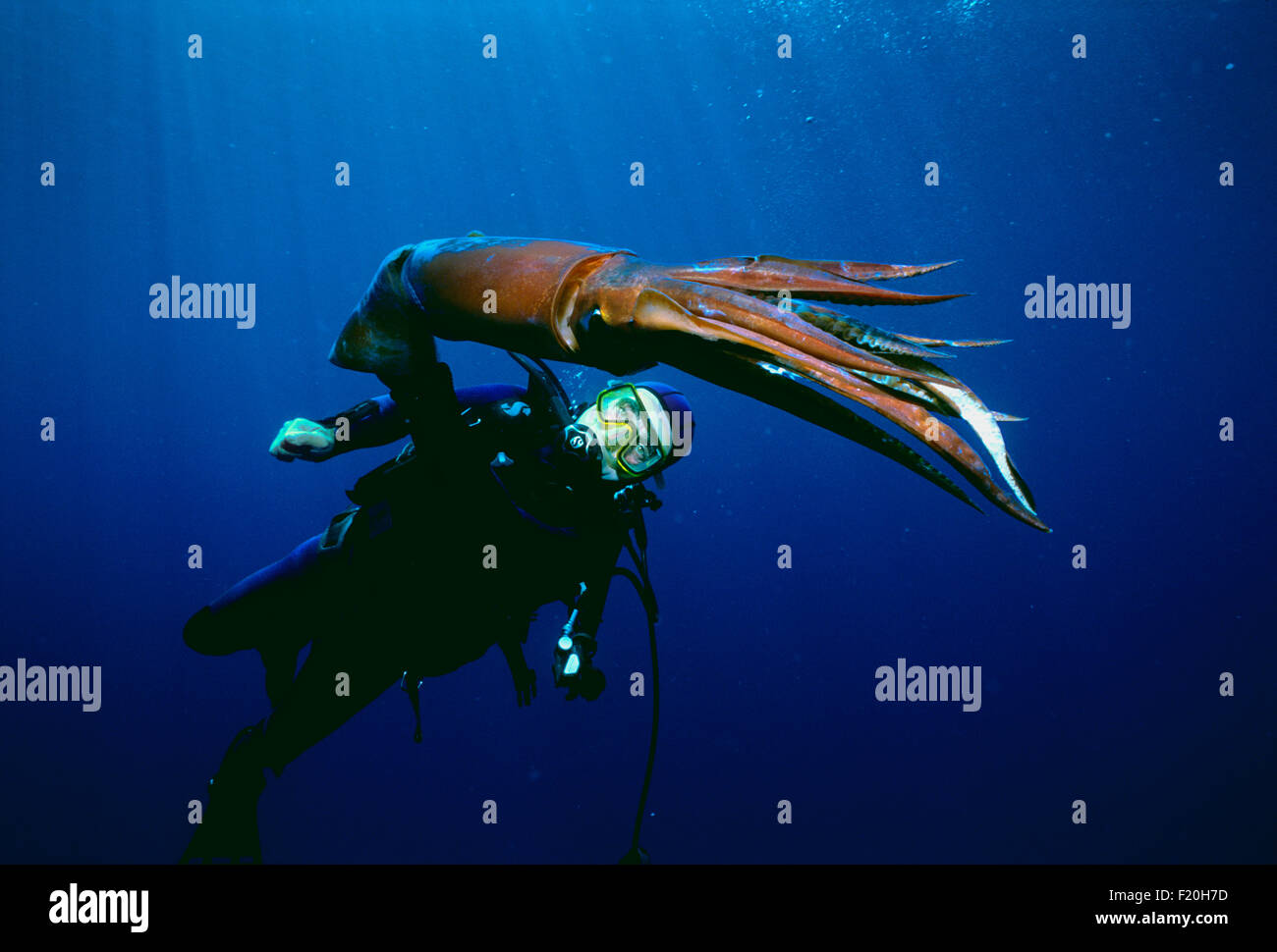 Taucher beobachtet Deep Sea Squid (Symplectoteuthis Oualensis) - Eilat, Israel, Rotes Meer Stockfoto