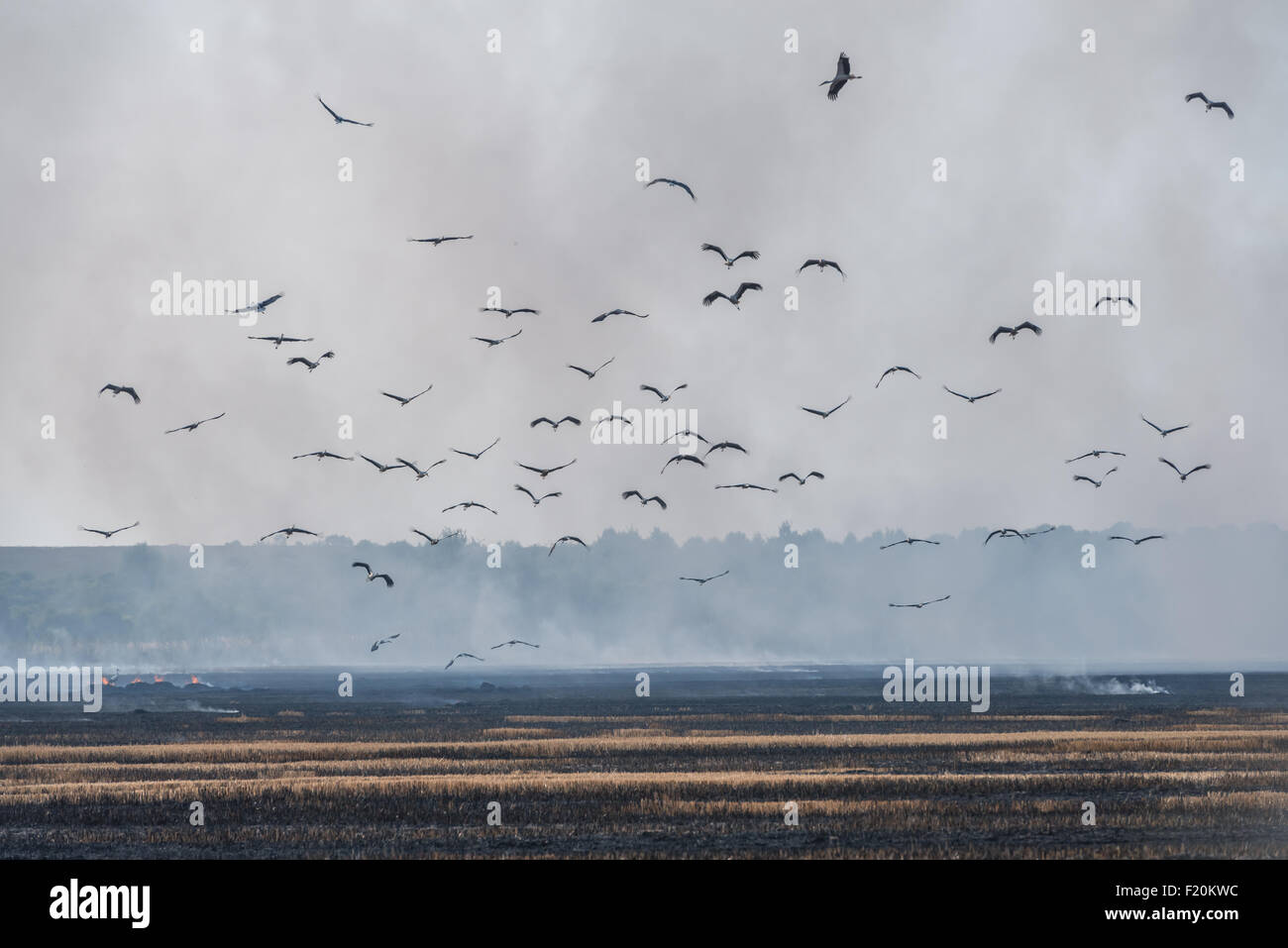Feuer auf Weizenfeld hautnah Stockfoto