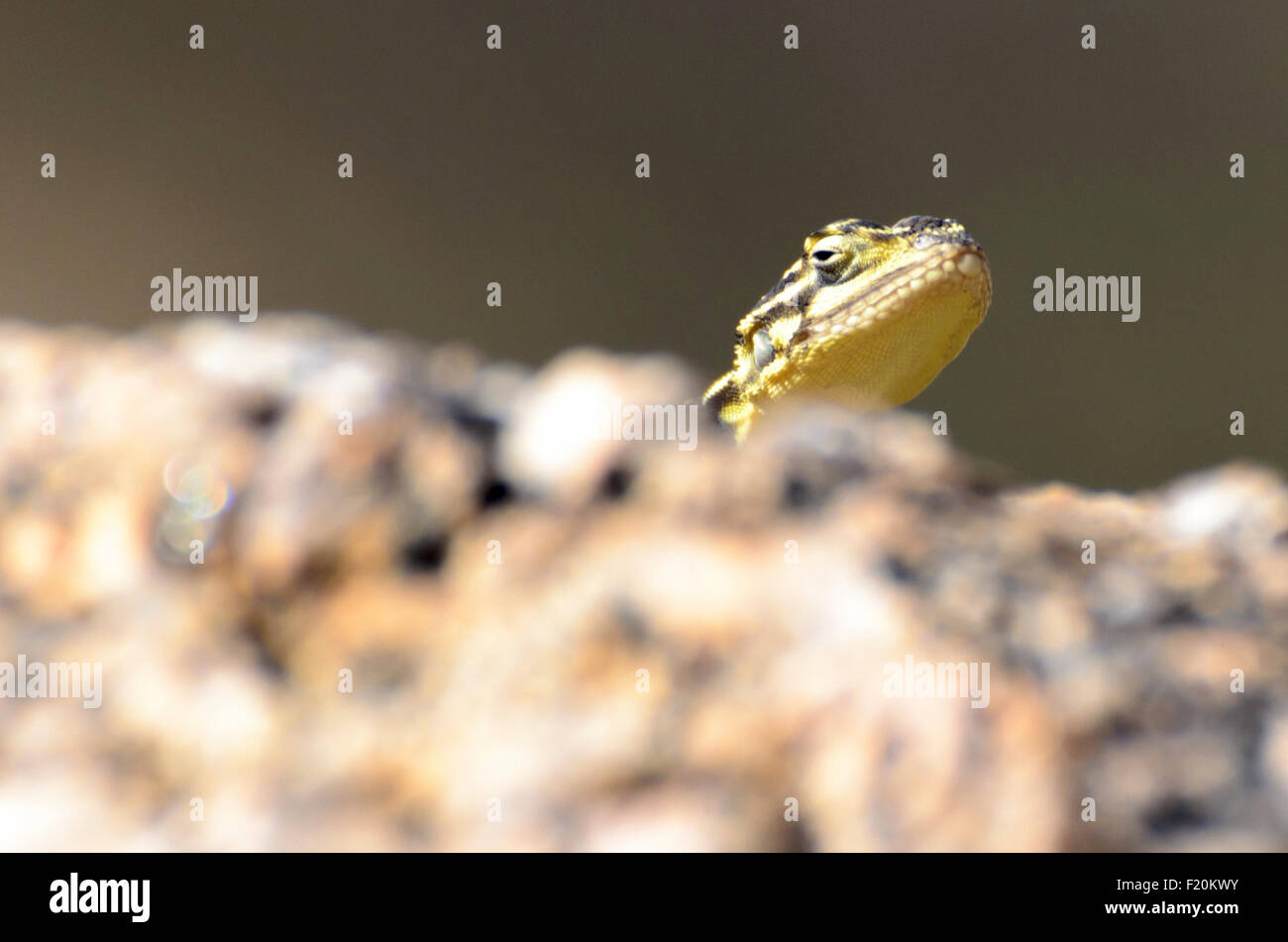 Namib Rock Agama spähen über einen Felsen Stockfoto