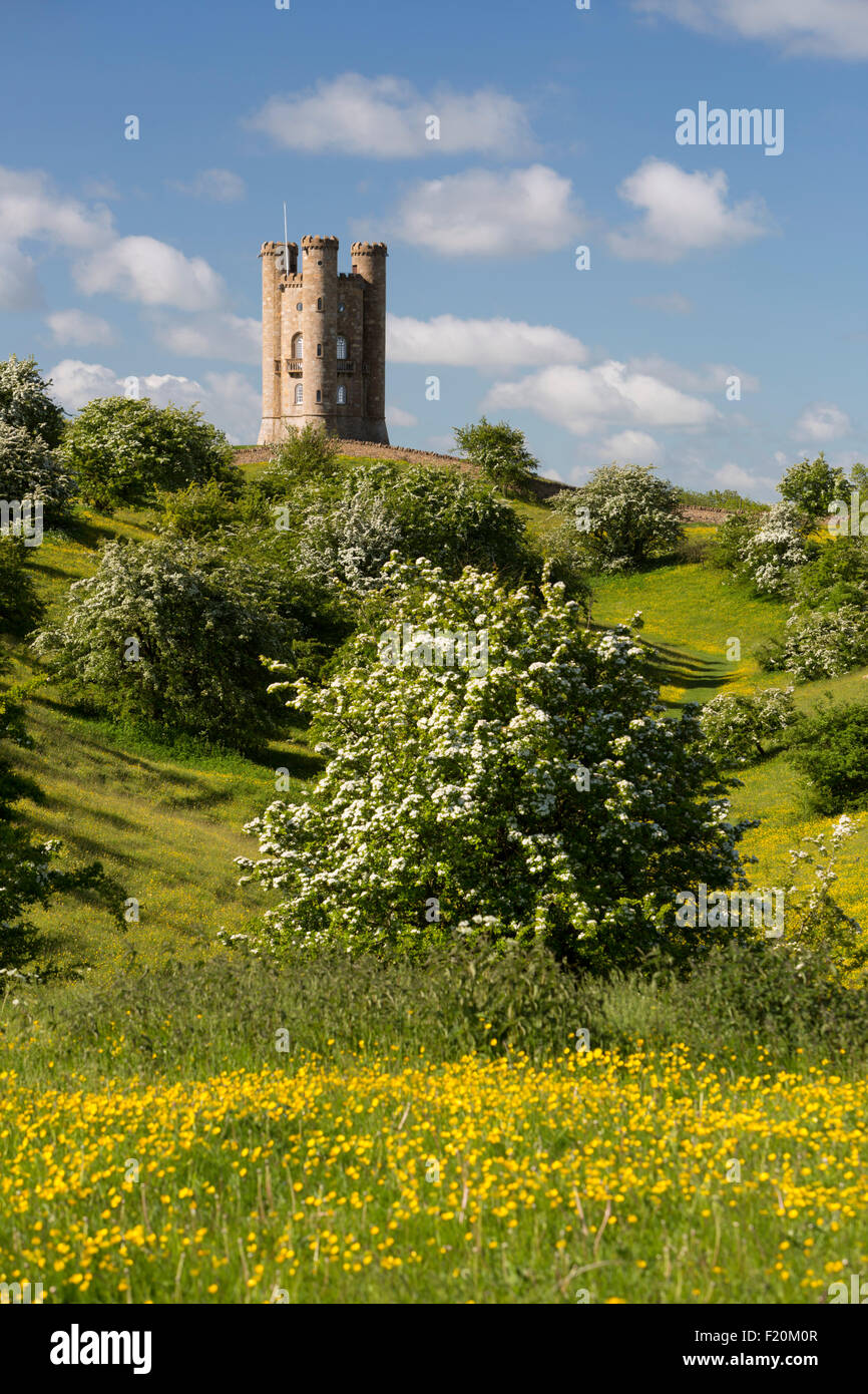 Broadway Tower mitten im Frühling blühenden Weißdorn Büsche und Ranunkeln, Broadway Cotswolds, Worcestershire, England, Vereinigtes Königreich, Europa Stockfoto