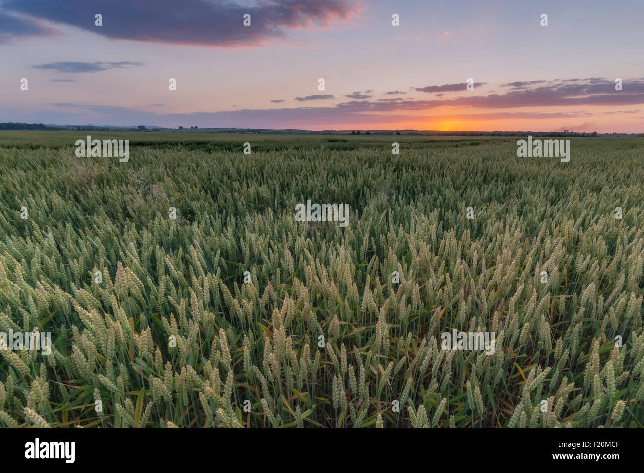 Weizenfeld und orangefarbenen Himmel Stockfoto