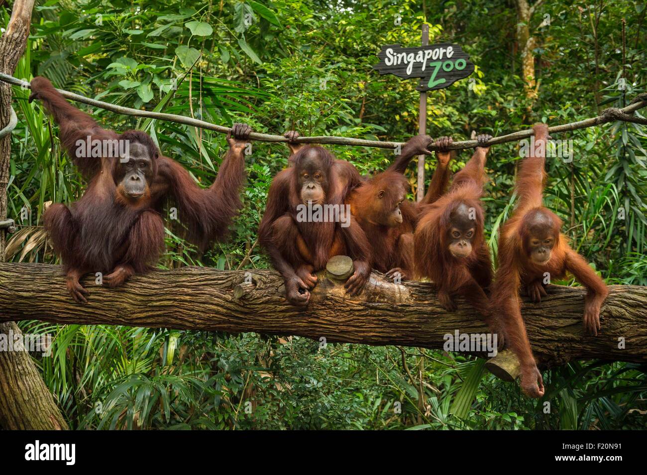 Singapore, Singapore Zoological Gardens, Mandai Zoo, Orang-Utans (Pongo Borneo) Stockfoto