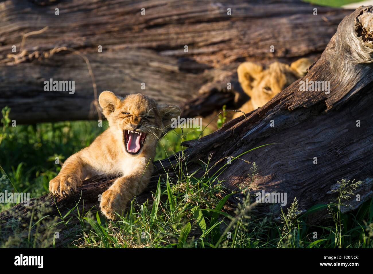 Kenia, Masai Mara Game reserve, Löwe (Panthera Leo), sehr junge Jungen allein gelassen, von ihrer Mutter für die Jagd Stockfoto