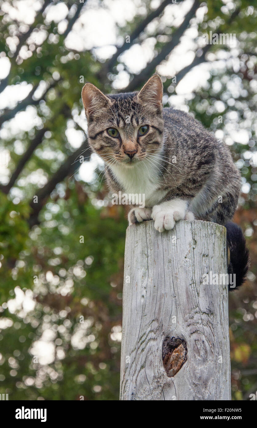 Katze auf post Stockfoto