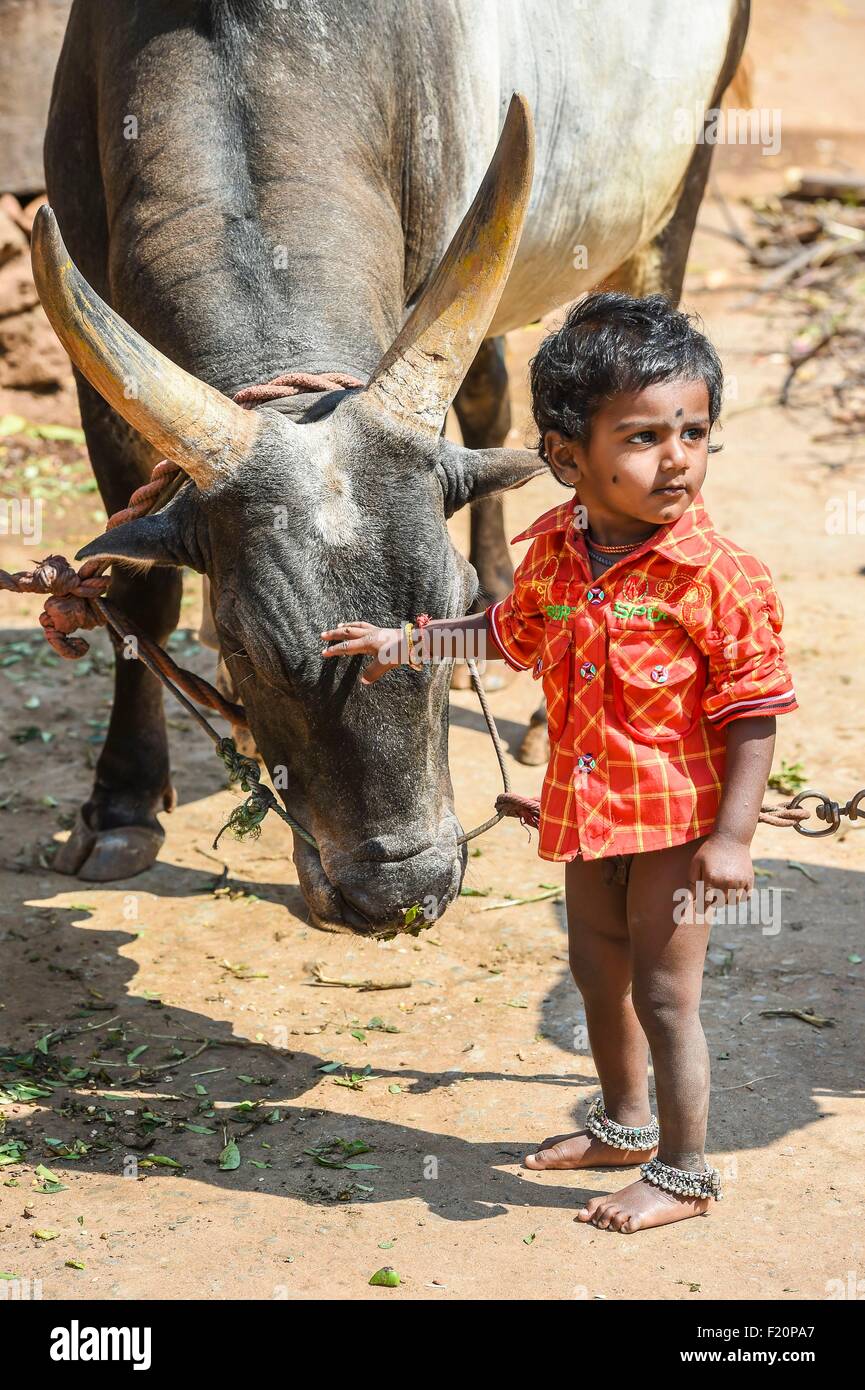 Indien, Tamil Nadu Zustand, Palamedu, Zebu für Jalikattu Meisterschaften Stockfoto