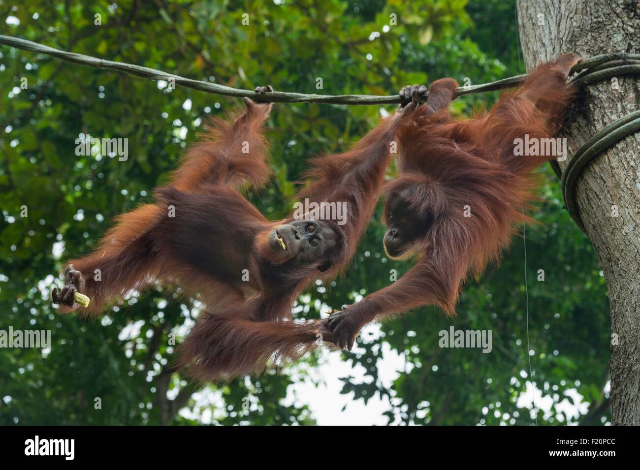 Singapore, Singapore Zoological Gardens, Mandai Zoo, Orang-Utans (Pongo Borneo) Stockfoto