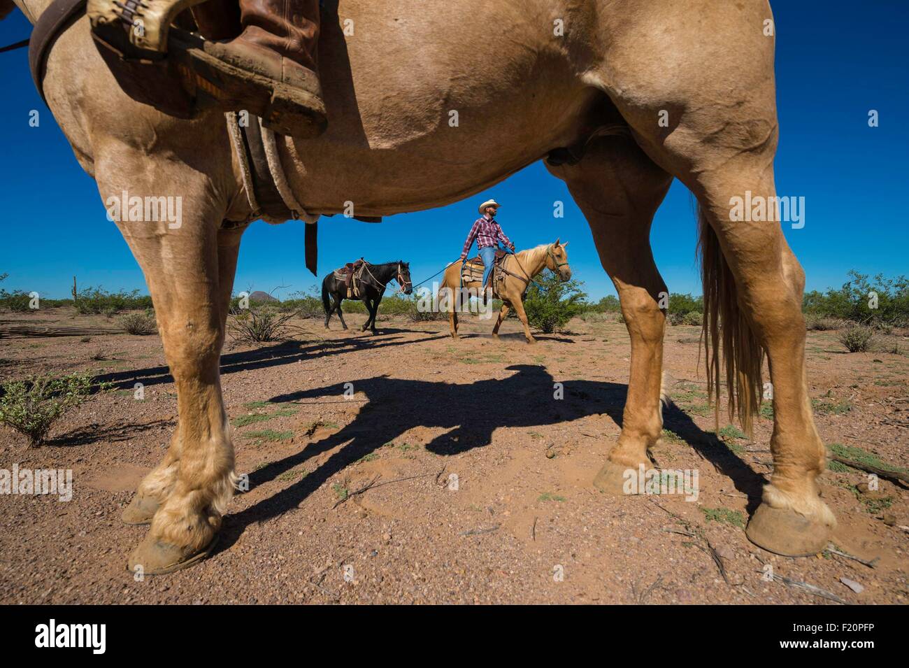 USA, Arizona, Tucson, White Stallion Ranch, Reiten in der Wüste Stockfoto