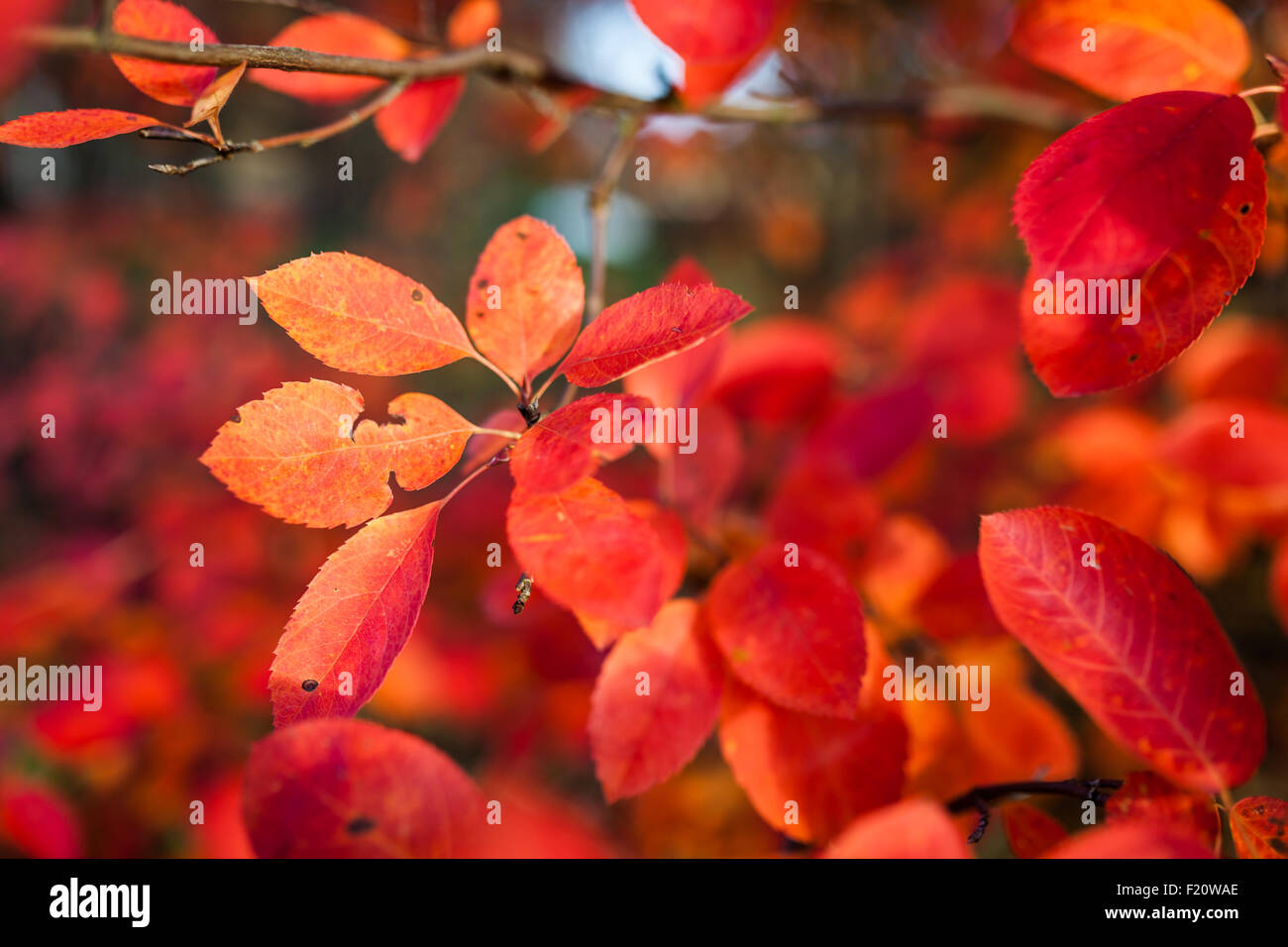 Rote Blätter im Herbst Stockfoto