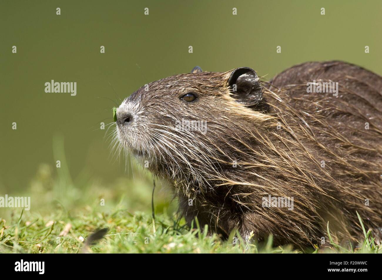 Nutrias, Nutria (Biber brummeln) Stockfoto