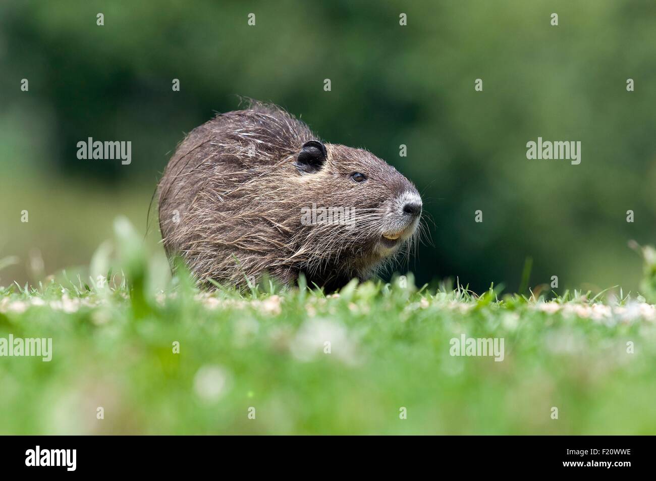Nutrias, Nutria (Biber brummeln), junge Stockfoto