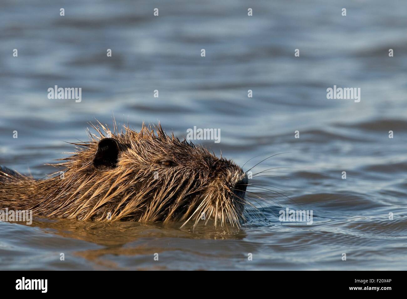 Nutrias, Nutria (Biber brummeln) Stockfoto