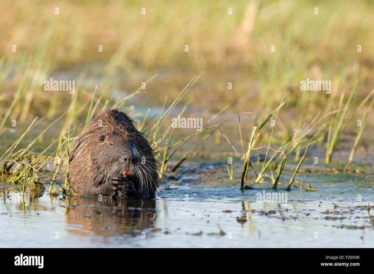 Nutrias, Nutria (Biber brummeln) Stockfoto