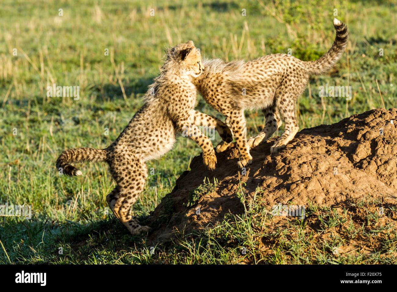 Kenia, Masai Mara Wildreservat, Gepard (Acinonyx Jubatus), Jungen spielen 4 Monate alt Stockfoto