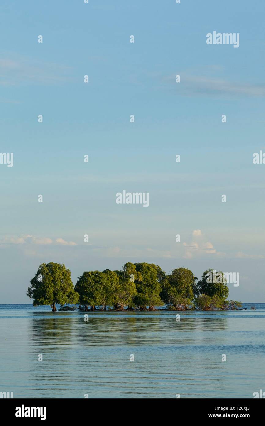 Indonesien, kleinen Sunda-Inseln, Insel Alor, Deere Strand Mangrovenbäume mitten im Wasser. Stockfoto