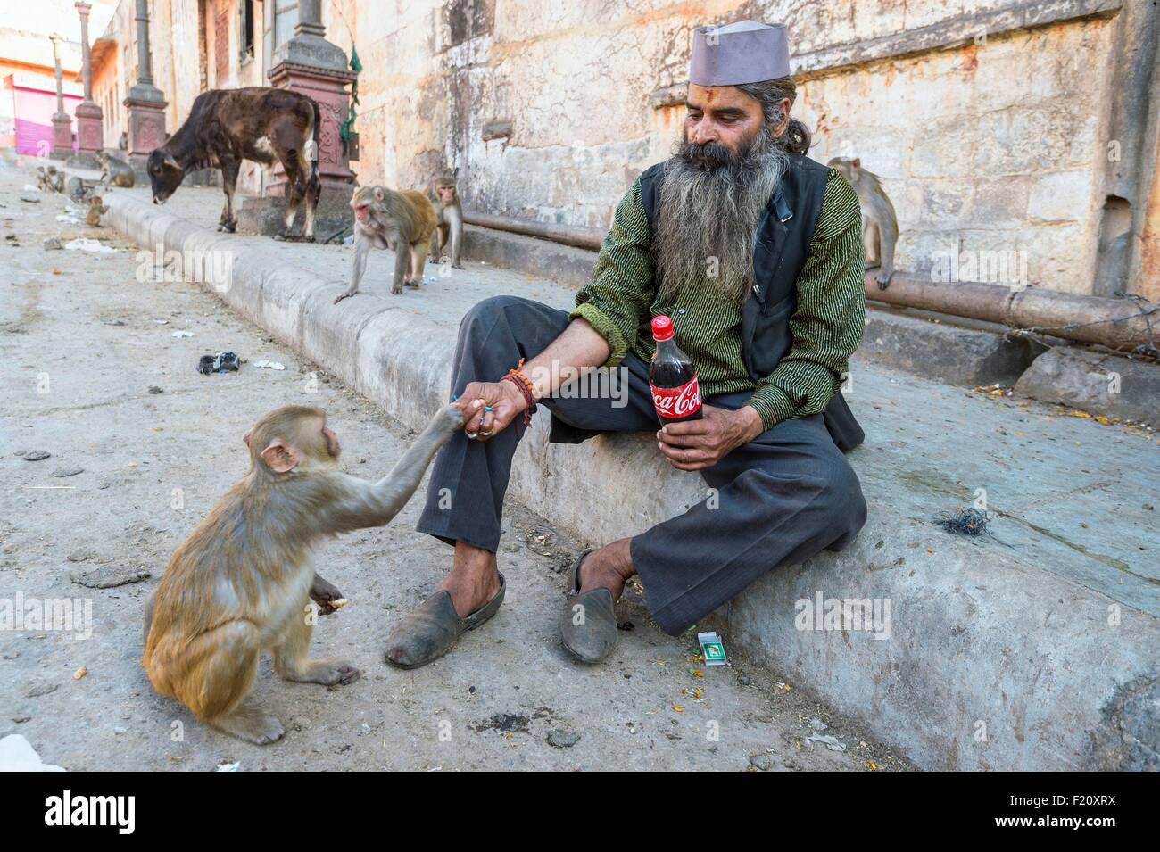 Indien, Jaipur, Rajasthan Zustand dieser Mann hat seit Fütterung täglich seit über 30 Jahren die Affen im Bereich Galta Stockfoto