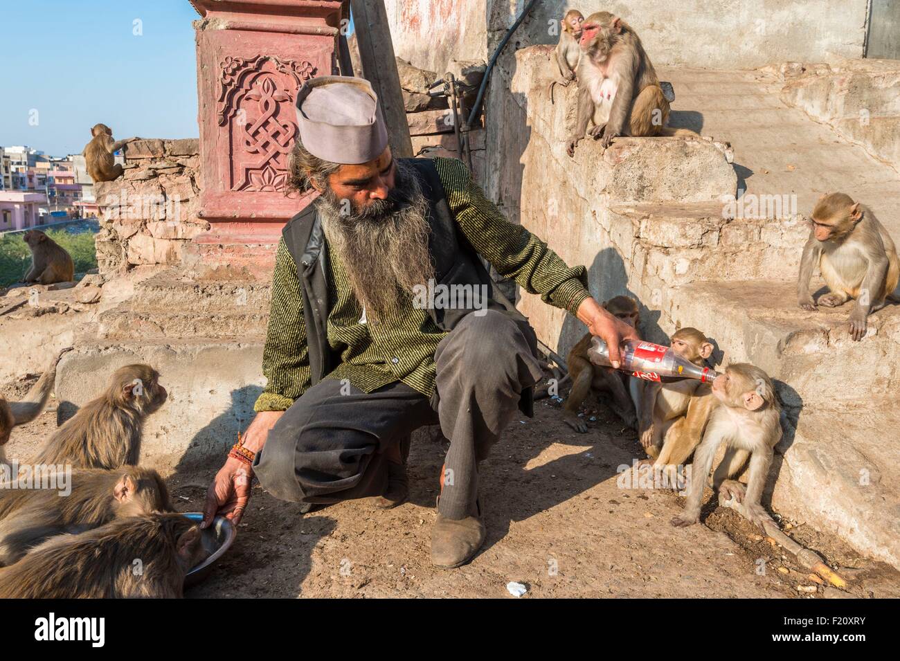 Indien, Jaipur, Rajasthan Zustand dieser Mann hat seit Fütterung täglich seit über 30 Jahren die Affen im Bereich Galta Stockfoto