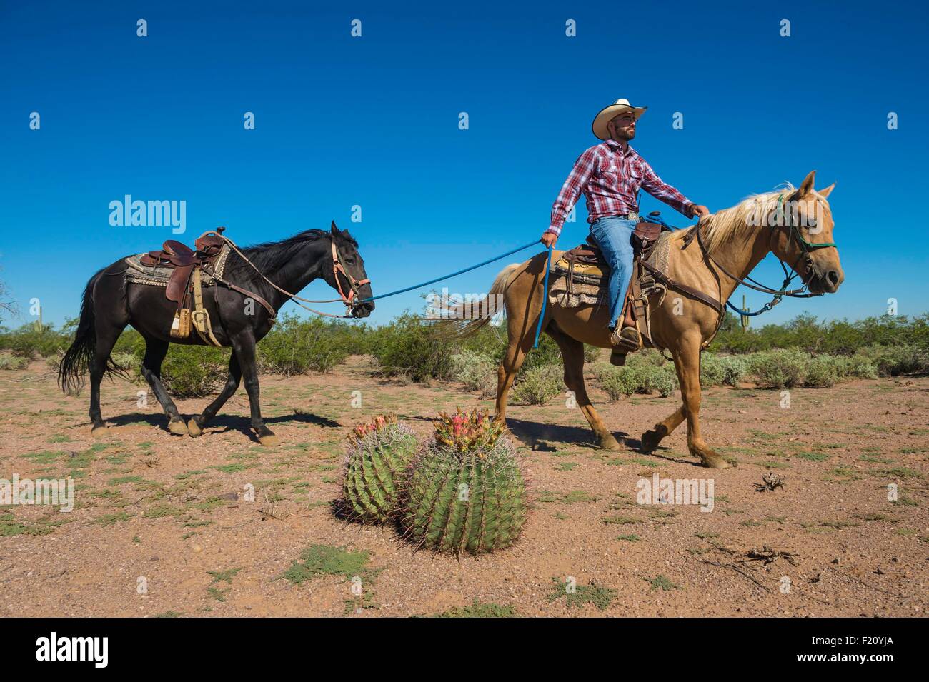 USA, Arizona, Tucson, White Stallion Ranch, Reiten in der Wüste Stockfoto