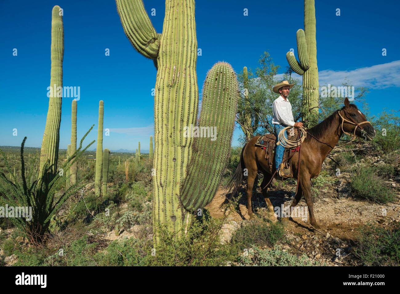 USA, Arizona, Tucson, Tanque Verde Ranch, Sanguaro-Nationalpark, Pferd Wanderung Stockfoto