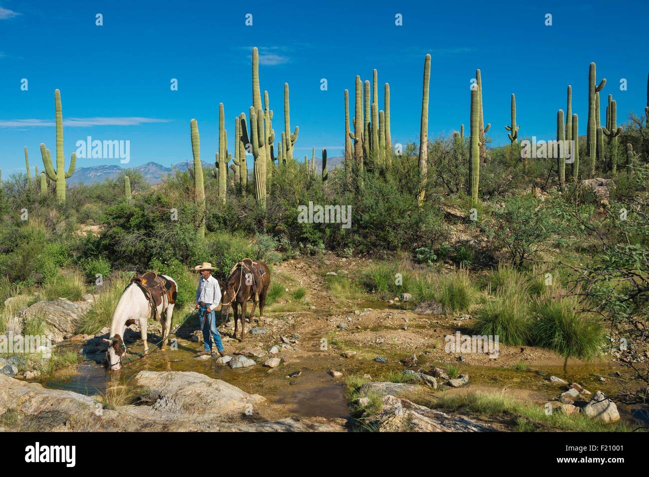 USA, Arizona, Tucson, Tanque Verde Ranch, Sanguaro-Nationalpark, Pferd Wanderung Stockfoto