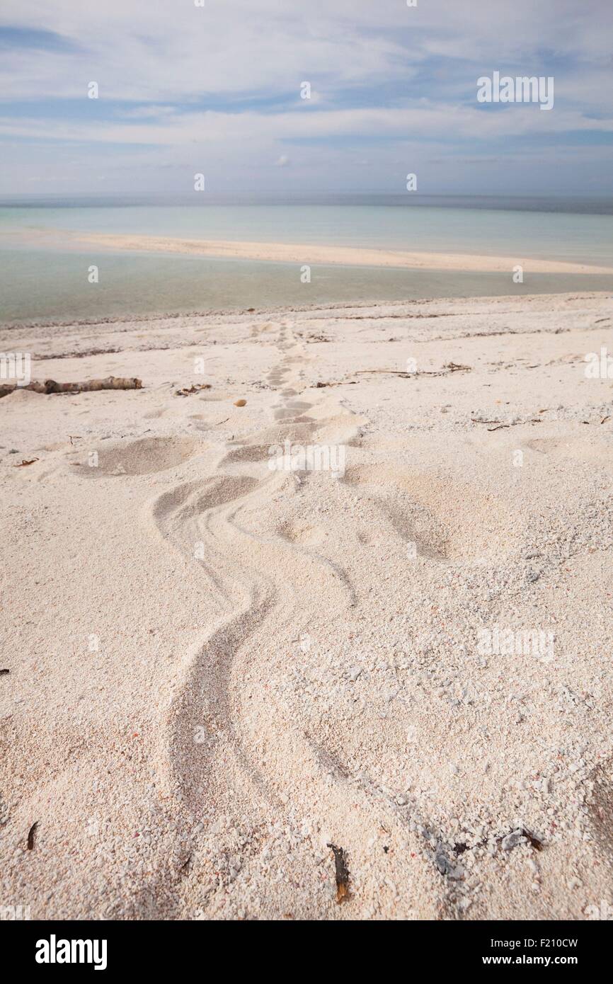 Indonesien, Provinz Maluku, East Seram, Grogos Insel, Banded Meer Krait (Laticauda Colubrina) Drucke im Sand Stockfoto