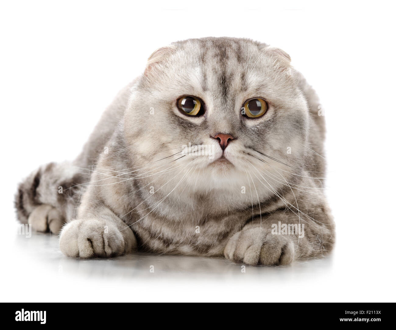 Flauschige Grau Schone Erwachsene Katze Rasse Scottish Fold Nahaufnahme Portrait Auf Weissem Hintergrund Isoliert Stockfotografie Alamy