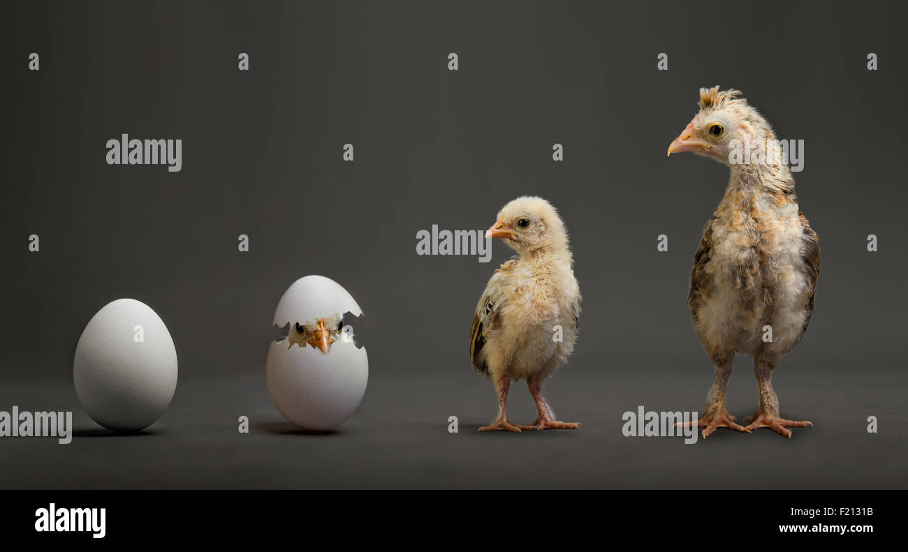 kleine Küken und weißes Ei auf grauem Hintergrund, Fortschritt Wachstumskonzept Stockfoto