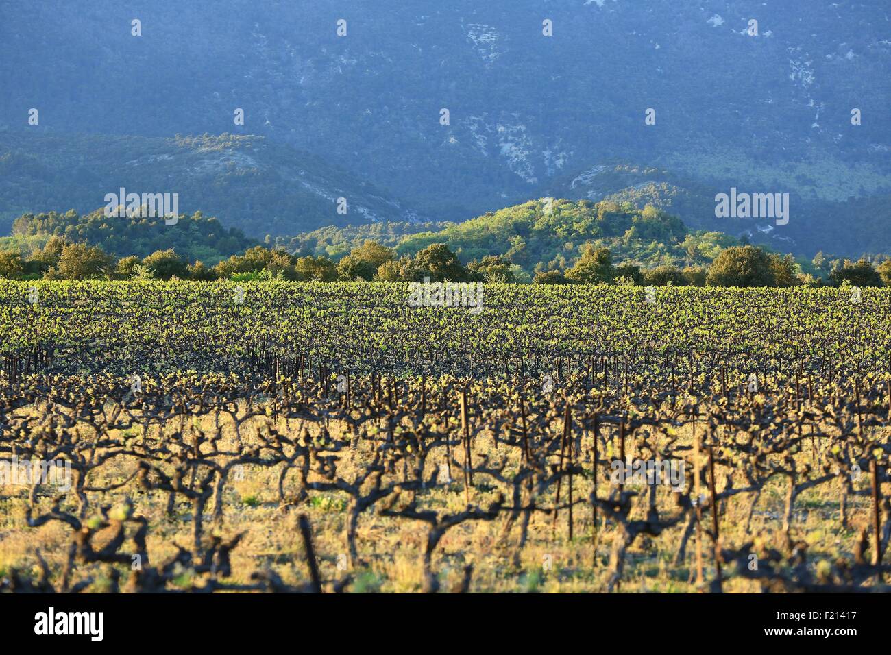 Frankreich, Vaucluse, regionalen Park der Luberon, Cucuron, AOC Weinbergs Côte du Luberon Stockfoto