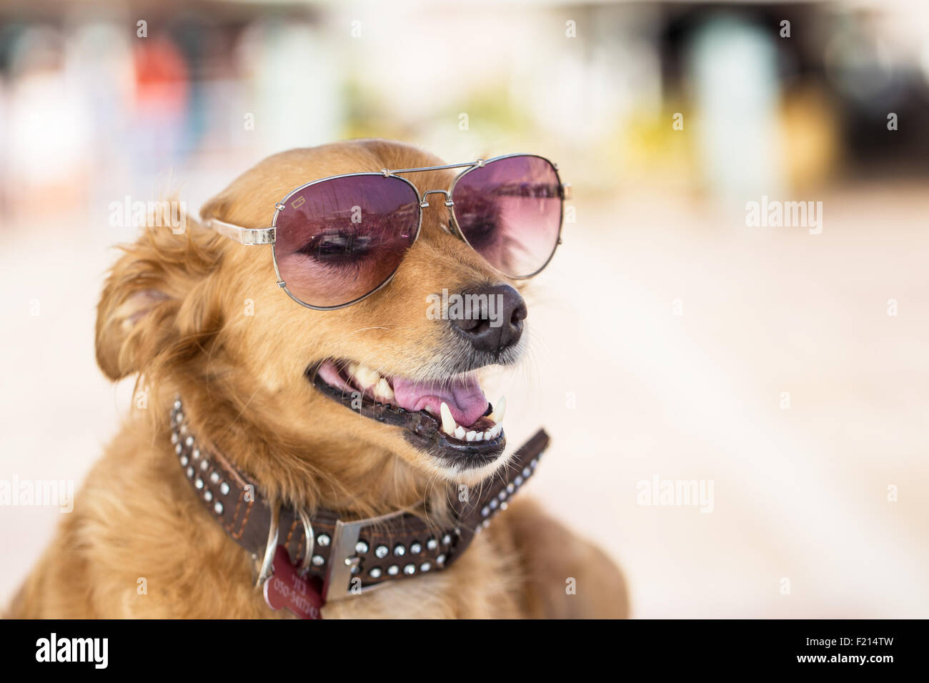 Hund mit Sonne Brille Portrait mit unscharfen Hintergrund. Kleinen Betrag setzen Brille. Stockfoto