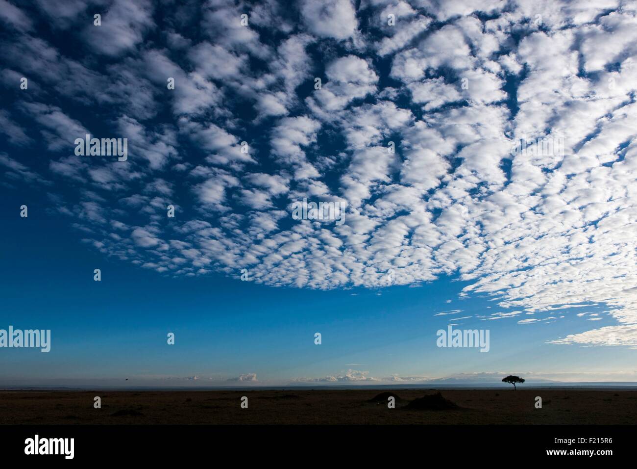 Kenia, Masai Mara Wildreservat, Wolken in der Prärie Stockfoto