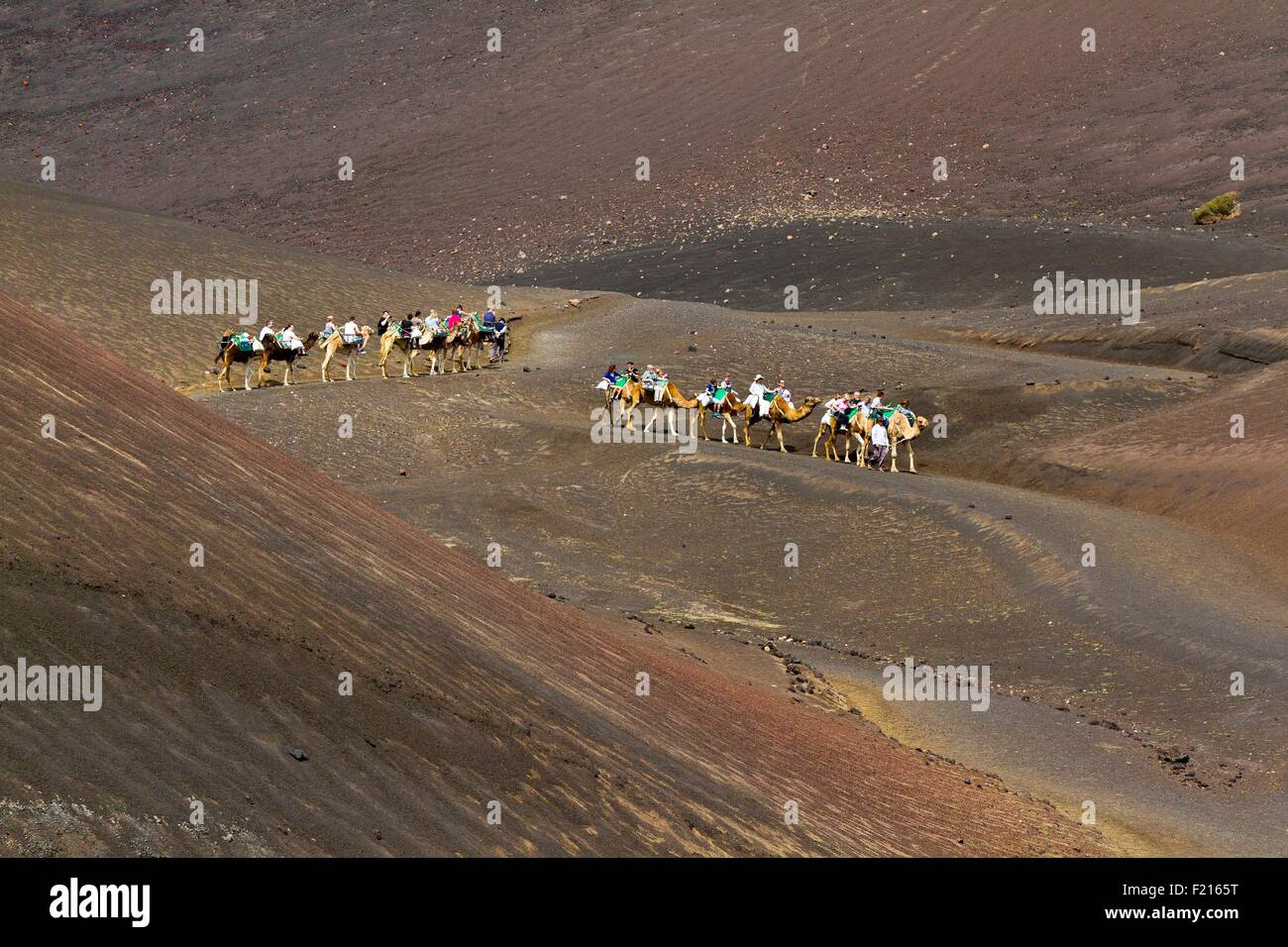 Spanien, Kanaren Inseln, Lanzarote Insel, den Nationalpark Timanfaya, Kamelreiten für Touristen Stockfoto