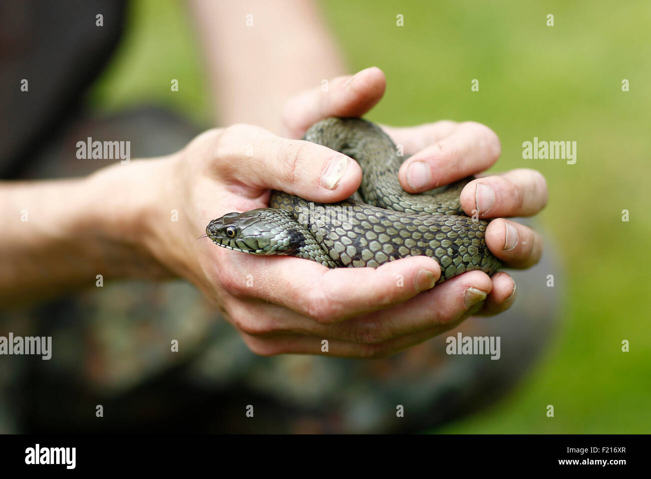 Tiere, Reptilien, Schlange in Händen gehalten. Stockfoto
