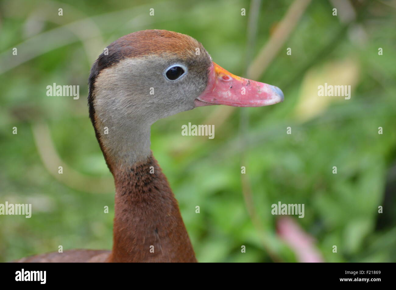 Schwarzbäuchigen pfeifende Ente Stockfoto