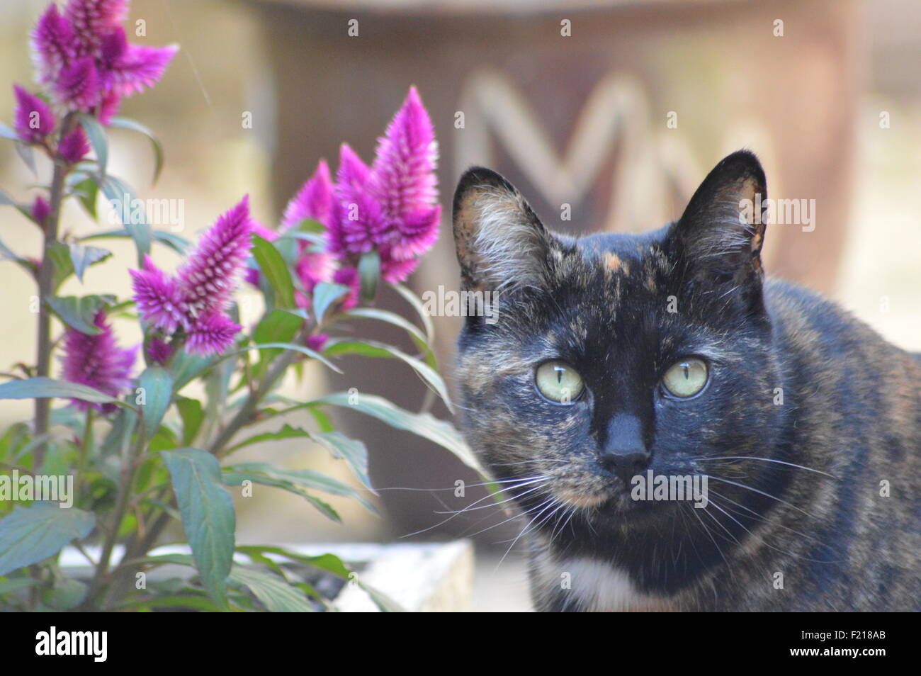 Katze saß neben Pflanze Stockfoto