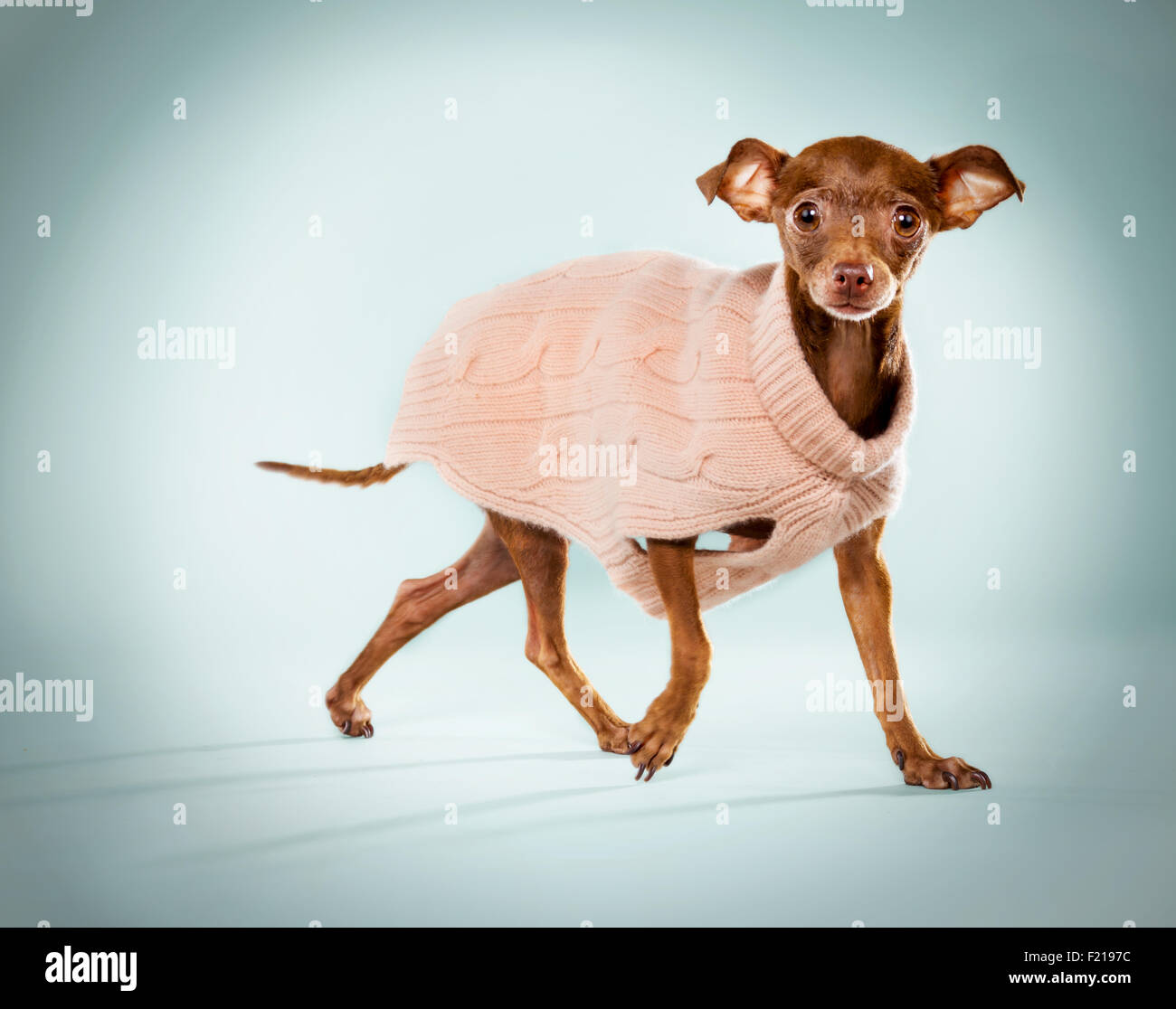 Ingwer-Chihuahua in einem rosa Pullover auf Studio-Kulisse. Stockfoto