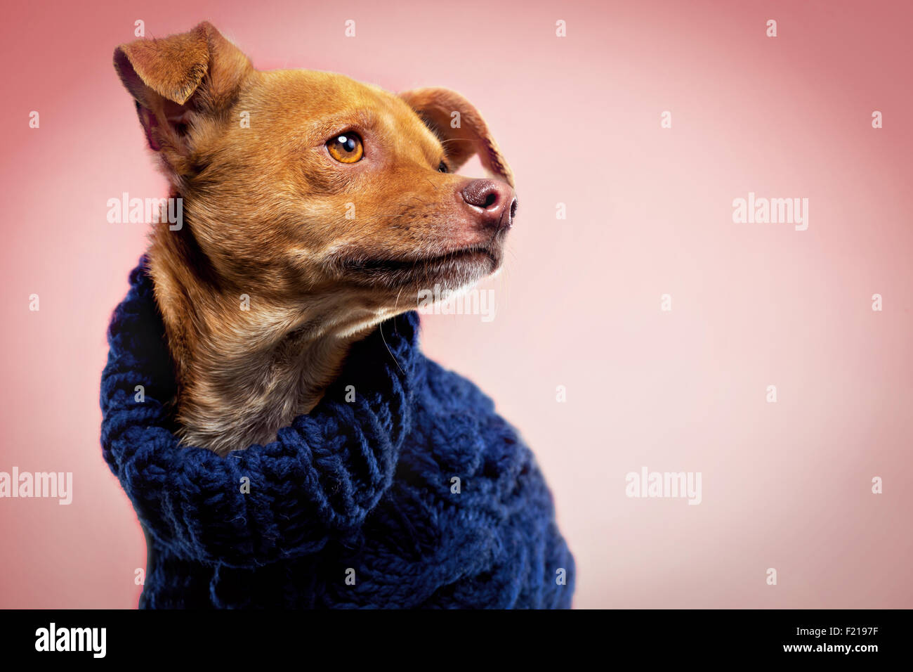 Ginger Chihuahua Hund in Wollpullover auf Studio-Kulisse. Stockfoto
