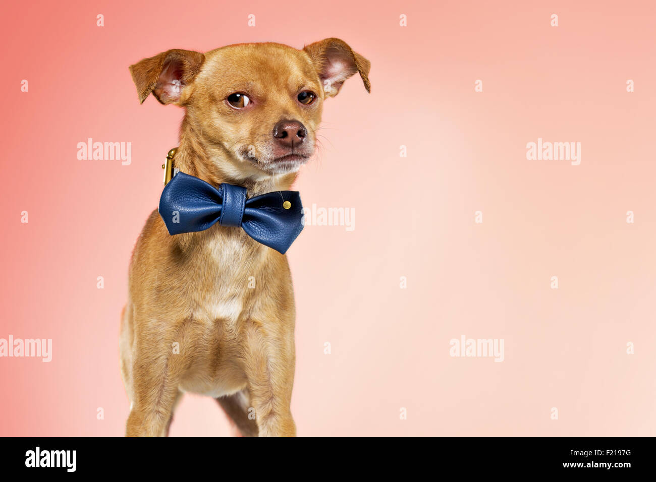 Dapper Chihuahua Hund in Fliege auf Studio-Kulisse. Stockfoto