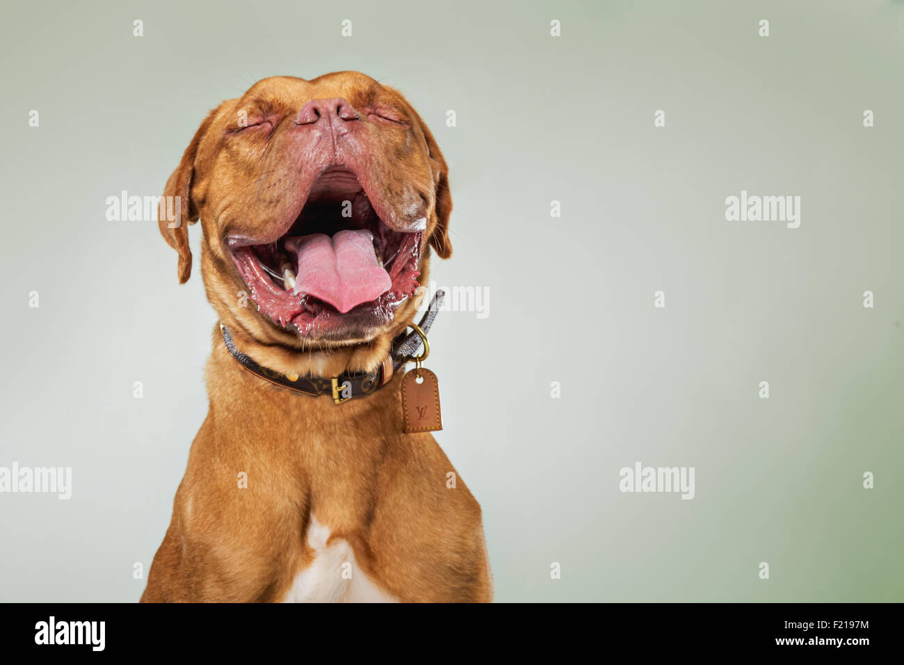 Französische Dogge in Studio Lachen und gerichtete Kamera. Stockfoto