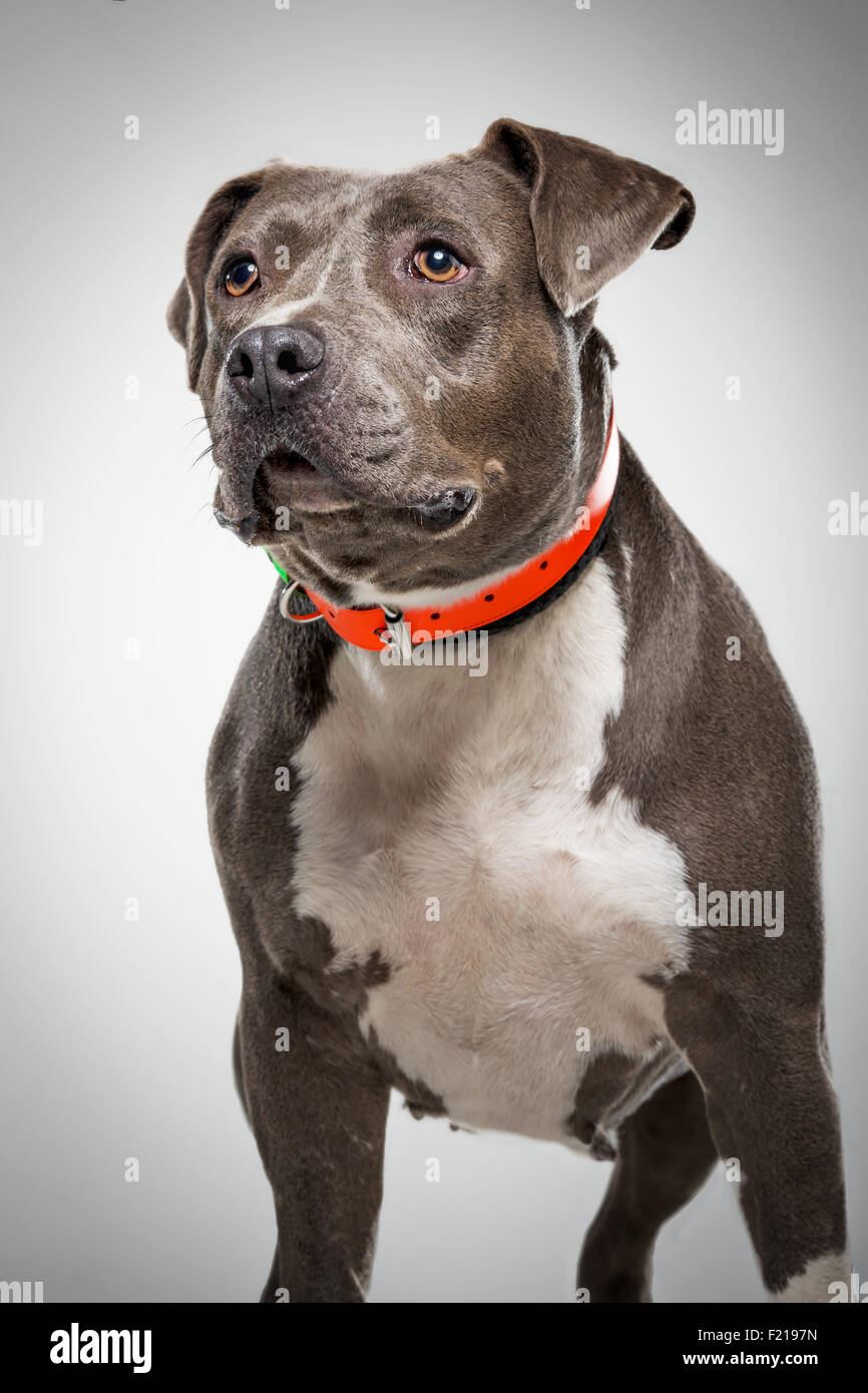 Graue Bull Terrier Hund im Studio wegsehen. Stockfoto