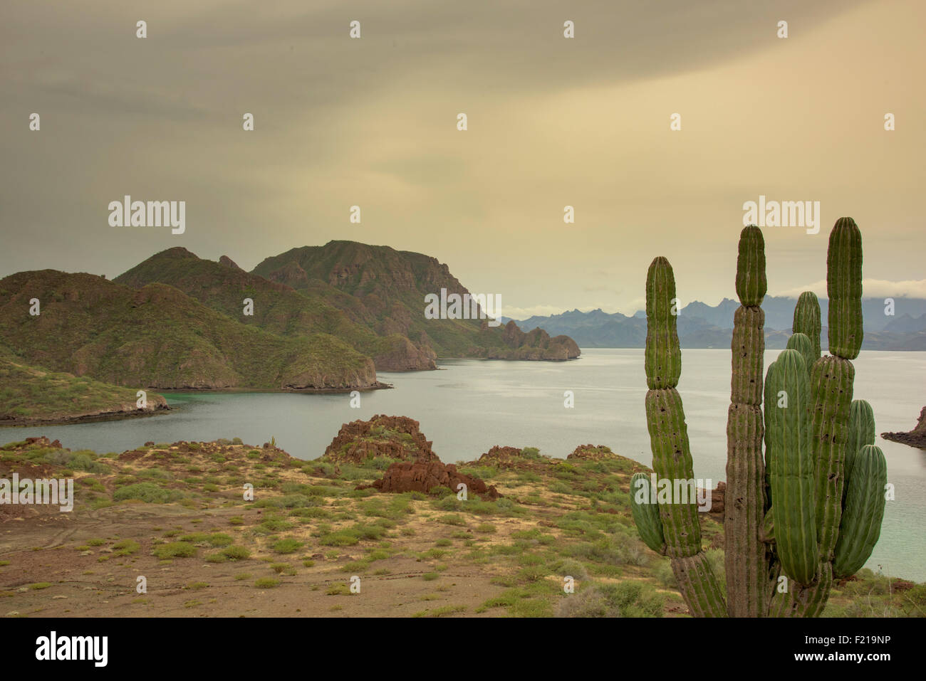 Loreto, Baja, Mexiko. Riesige Kakteen im Vordergrund mit Bergen und Bucht im Hintergrund. Stockfoto