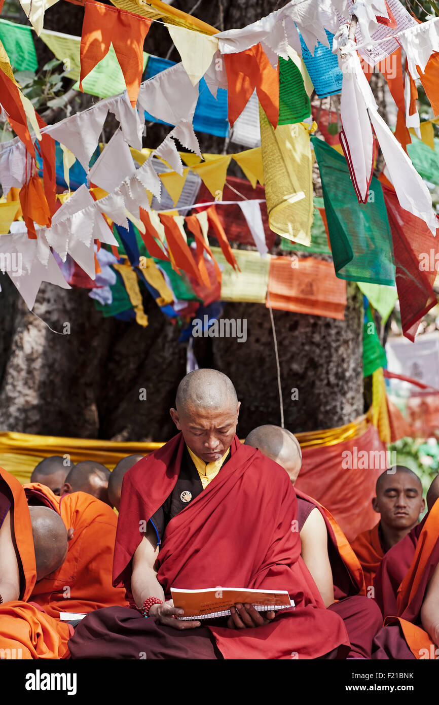 Indien Bihar Bodhgaya Gruppe Pilger buddhistischer Mönche Lesen Gebete unter einem Baum dekoriert mit Gebetsfahnen auf dem Gelände Stockfoto