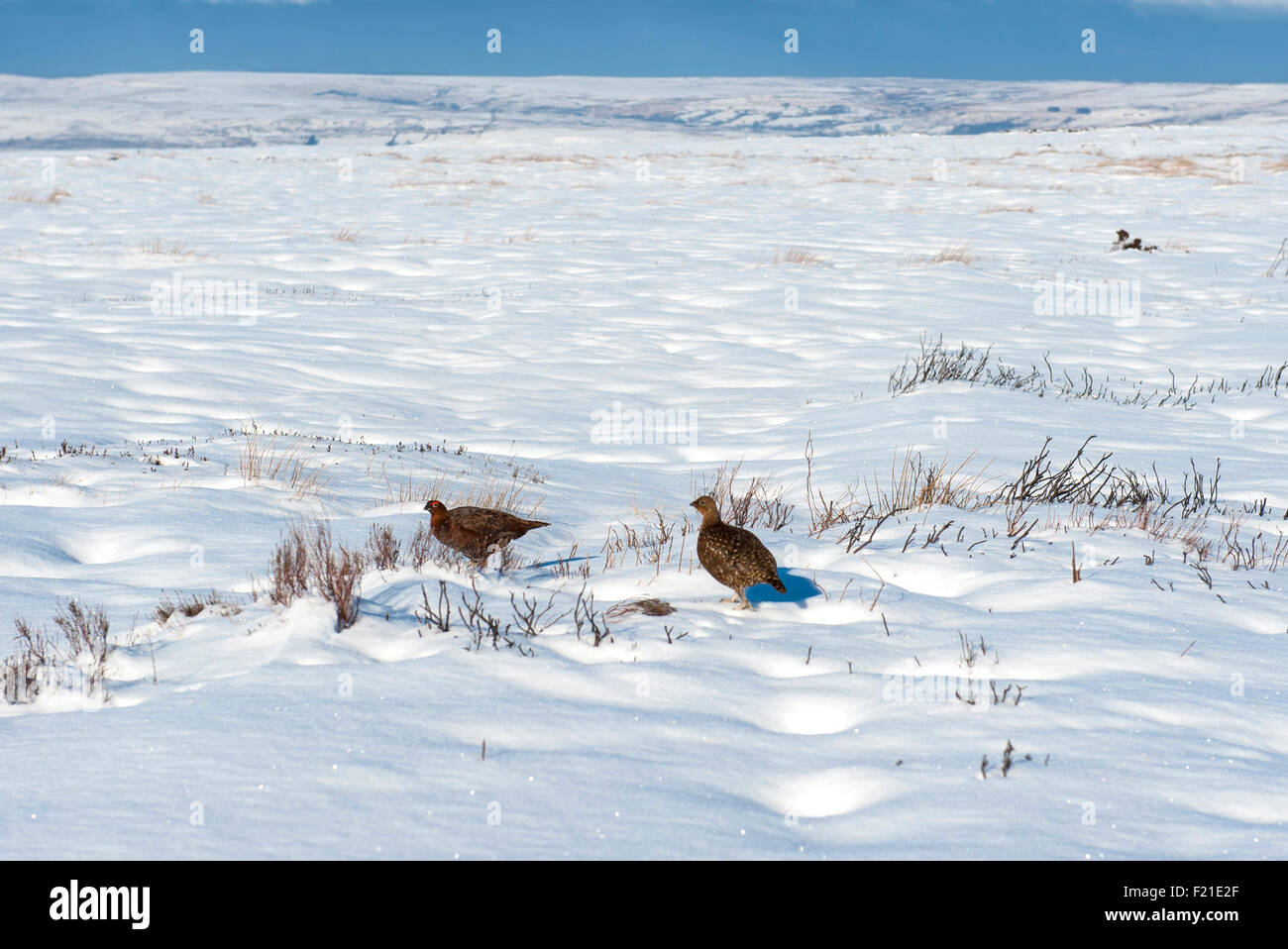 Paar von Fasanen in einer englischen ländlichen Landschaft Landschaft Szene im Winter mit Schnee bedeckt Stockfoto