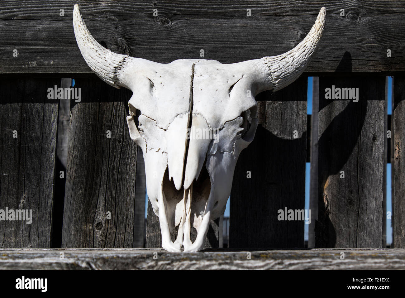 Büffelschädel Stockfoto