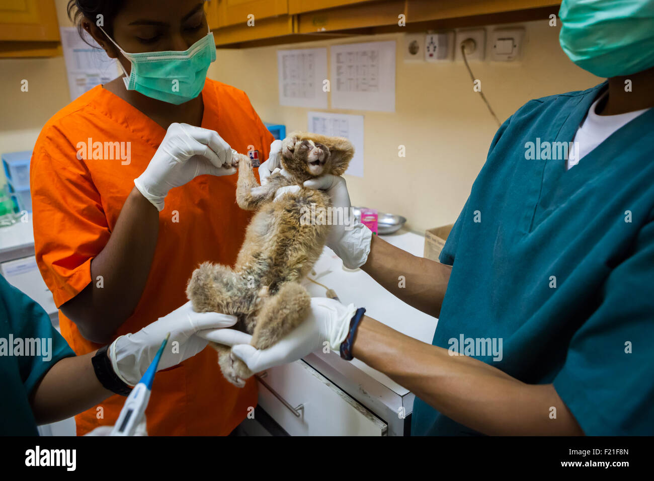 Tierärzte behandeln einen langsamen Loris in der Einrichtung, die von International Animal Rescue (IAR) in Bogor, Indonesien betrieben wird. Stockfoto