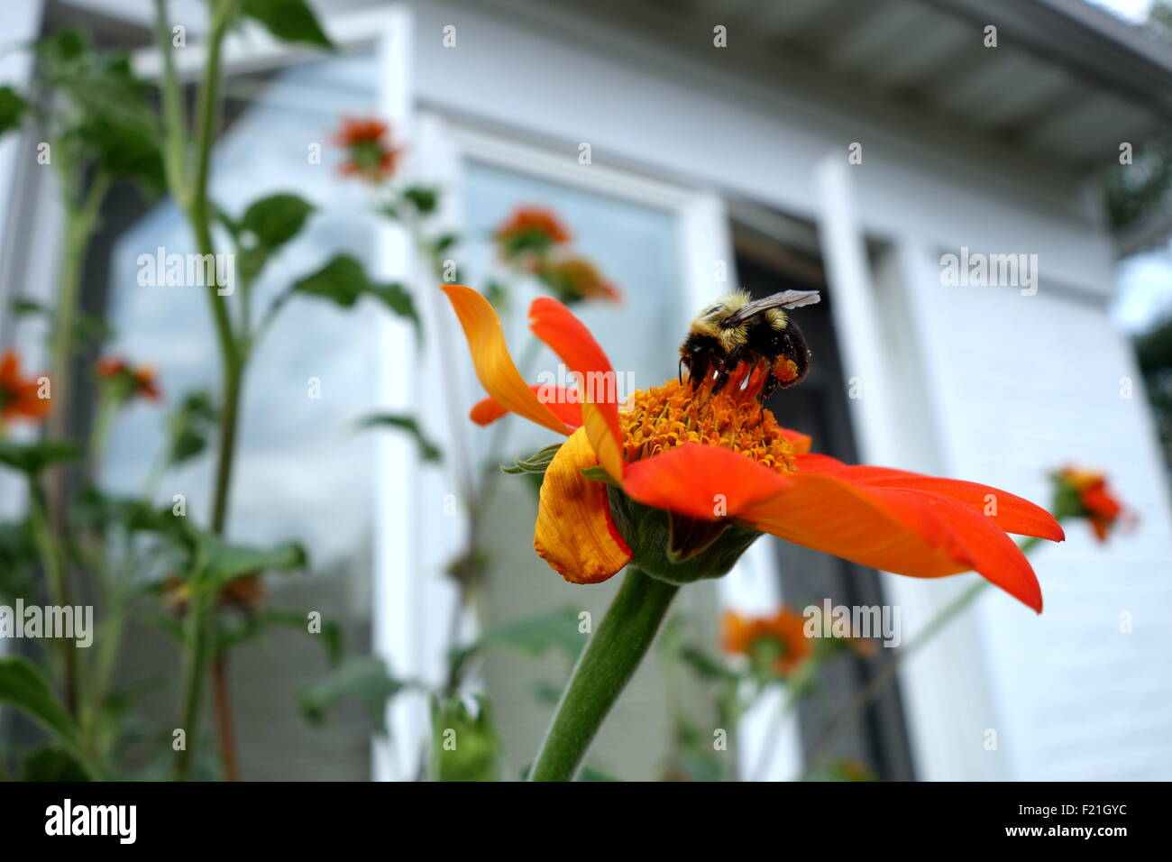 Biene bestäubende mexikanische Sonnenblume Stockfoto