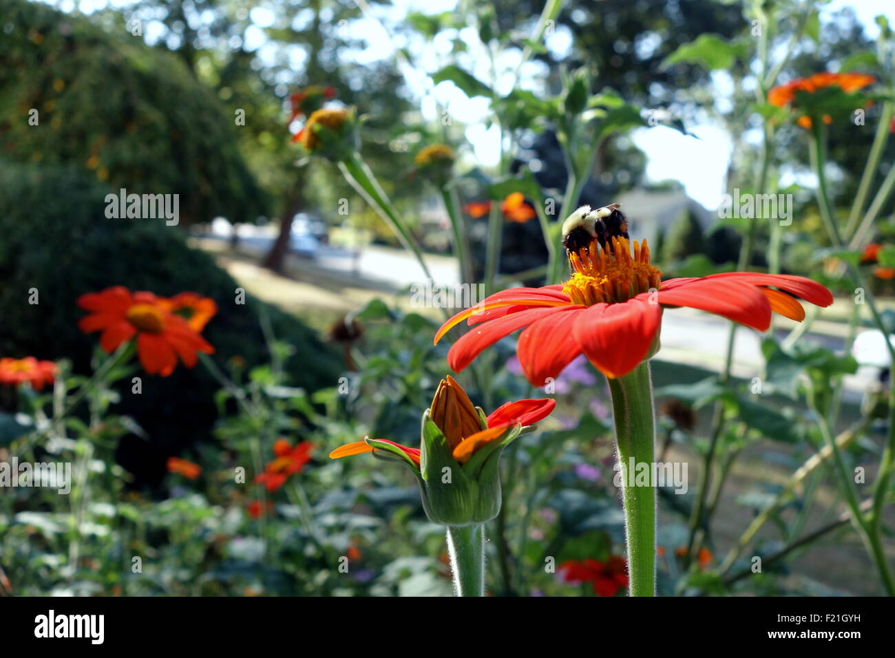 Biene bestäubende mexikanische Sonnenblume Stockfoto