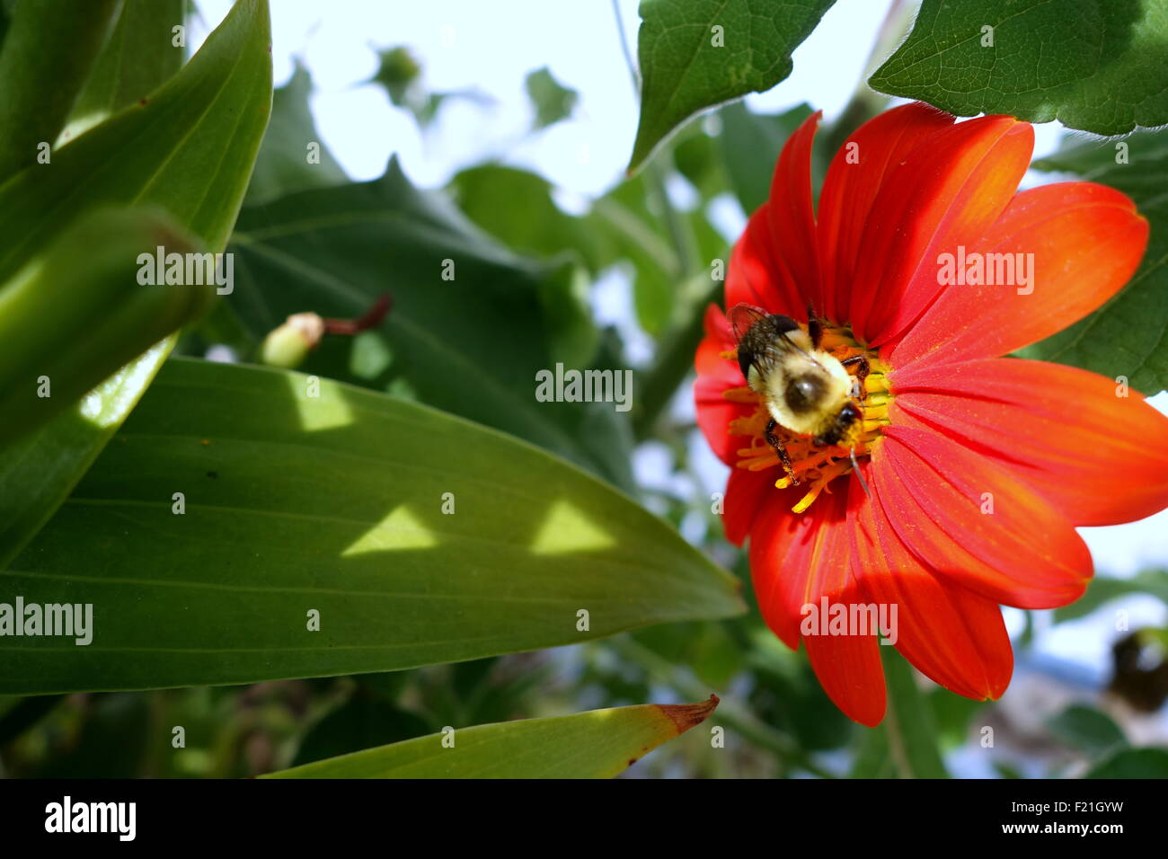 Biene bestäubende mexikanische Sonnenblume Stockfoto