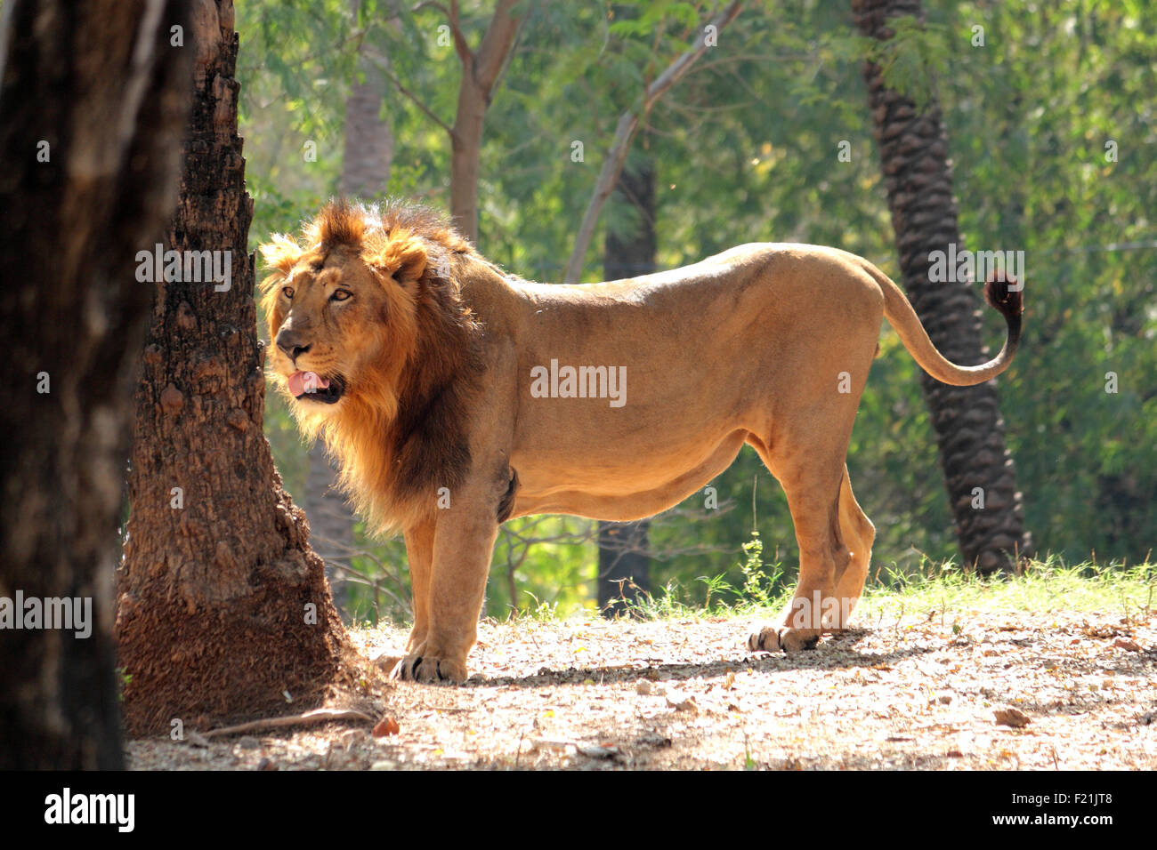 Indische Löwen Gir Wald Gujarat, Indien Stockfoto