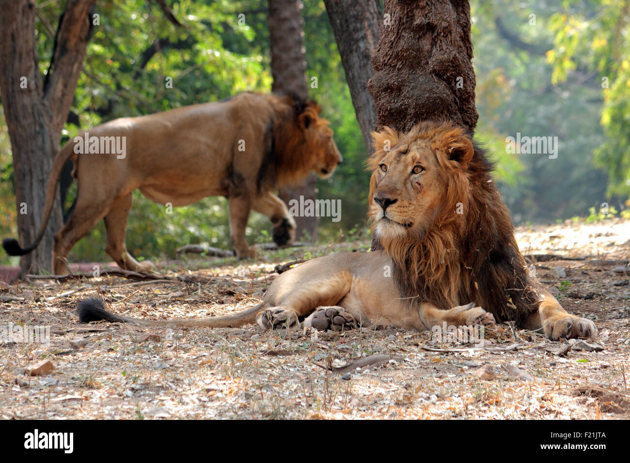 Indische Löwen Gir Wald Gujarat, Indien Stockfoto