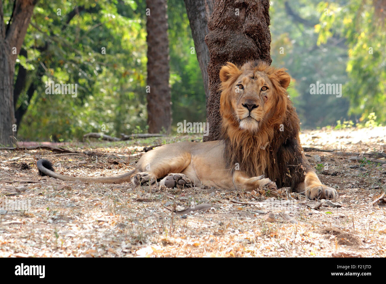 Indische Löwen Gir Wald Gujarat, Indien Stockfoto